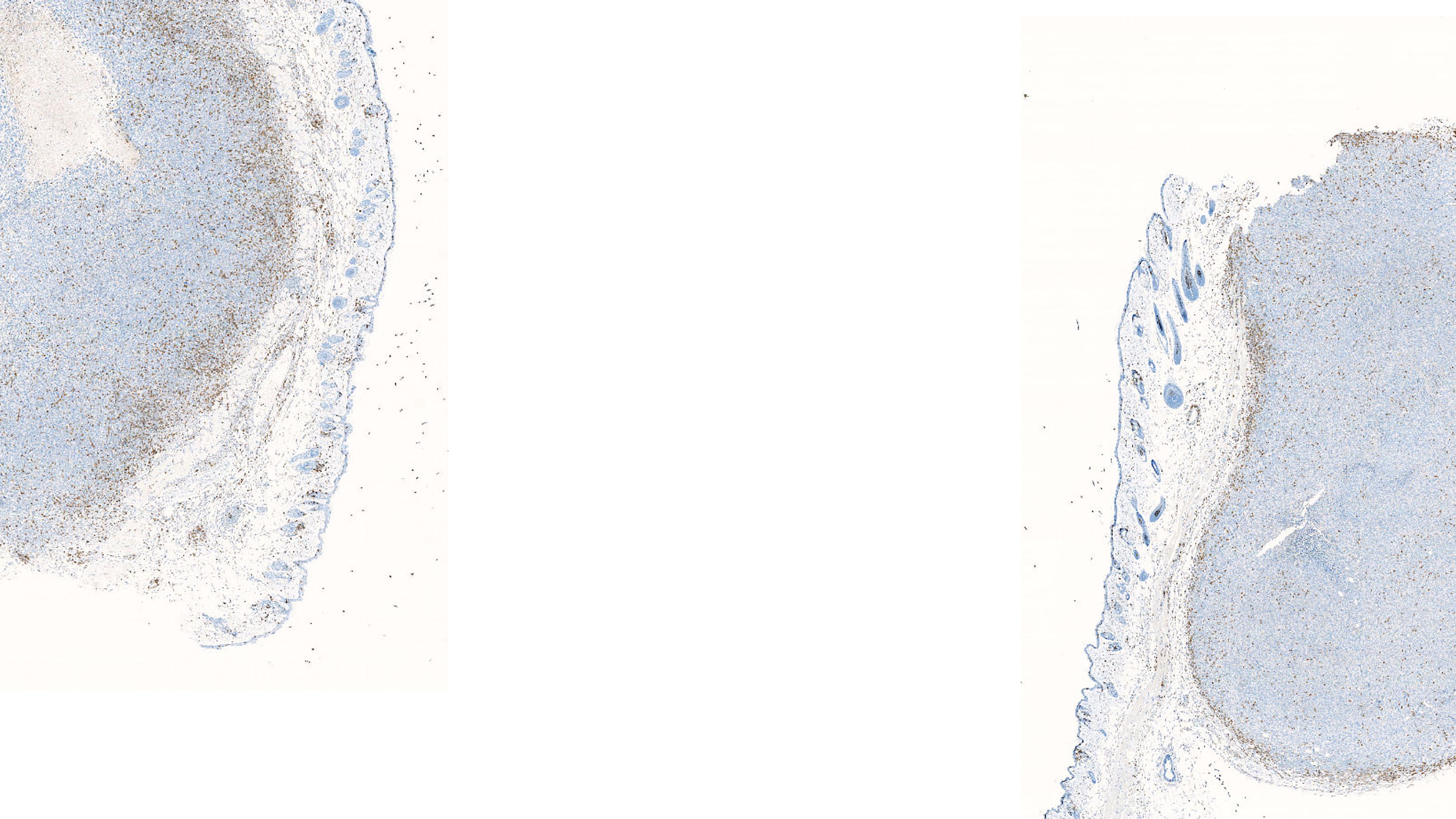 Orphelia pharma